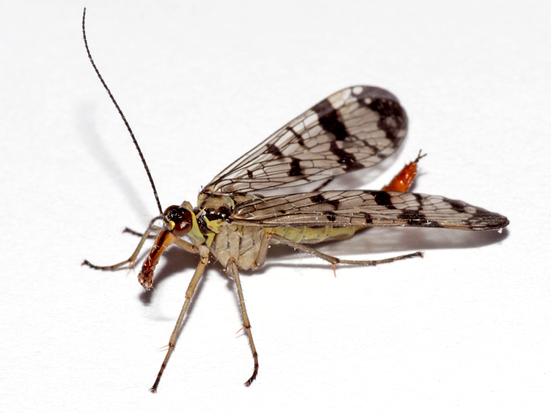 Panorpa communis